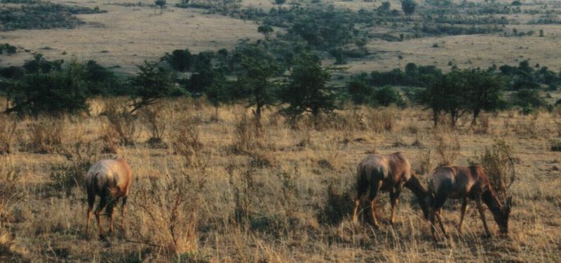 (P:\Africa\Antelope) Dn-a0014.jpg (Topis); DISPLAY FULL IMAGE.