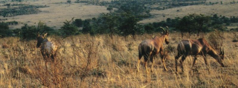 (P:\Africa\Antelope) Dn-a0015.jpg (Topi Antelopes); DISPLAY FULL IMAGE.