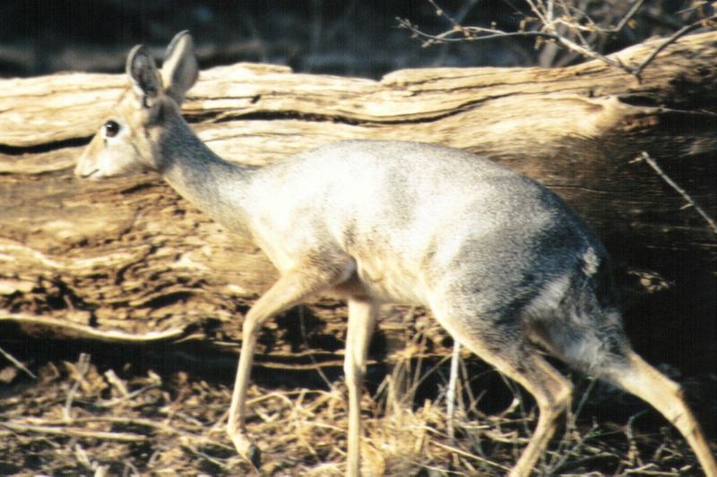 (P:\Africa\Antelope) Dn-a0017.jpg (1/1) (119 K); DISPLAY FULL IMAGE.