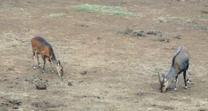 (P:\Africa\Antelope) Dn-a0023.jpg (1/1) (78 K); DISPLAY FULL IMAGE.