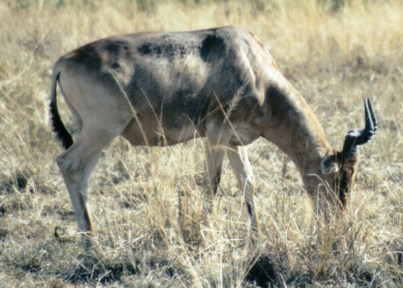 (P:\Africa\Antelope) Dn-a0026.jpg (Topi); DISPLAY FULL IMAGE.