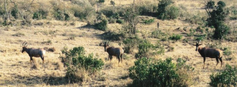 (P:\Africa\Antelope) Dn-a0028.jpg (Topis); DISPLAY FULL IMAGE.