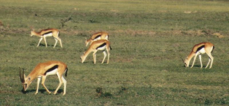 (P:\Africa\Antelope) Dn-a0029.jpg (Thomson's Gazelles); DISPLAY FULL IMAGE.