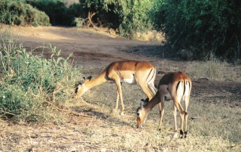 (P:\Africa\Antelope) Dn-a0030.jpg (Impalas); DISPLAY FULL IMAGE.