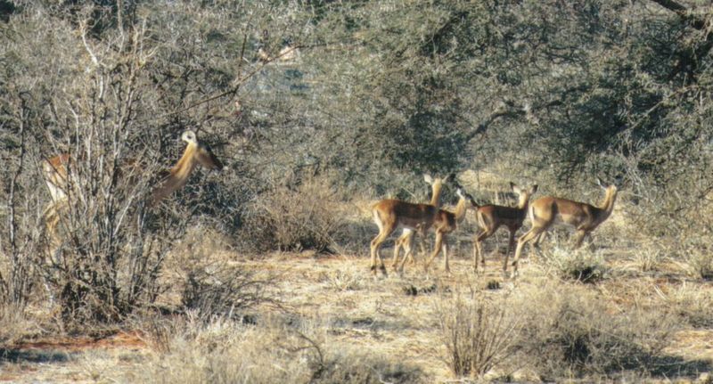 (P:\Africa\Antelope) Dn-a0035.jpg (1/1) (145 K); DISPLAY FULL IMAGE.