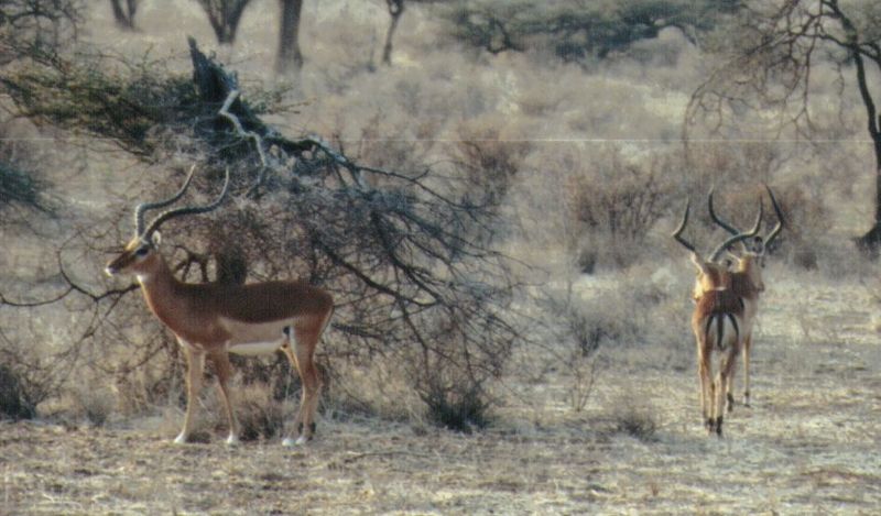 (P:\Africa\Antelope) Dn-a0036.jpg (Grant's Gazelles); DISPLAY FULL IMAGE.