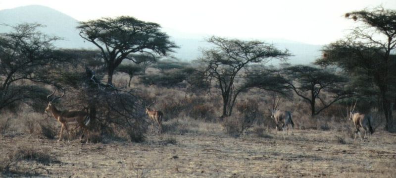 (P:\Africa\Antelope) Dn-a0037.jpg (Grant's Gazelles and Arabian Oryxes); DISPLAY FULL IMAGE.