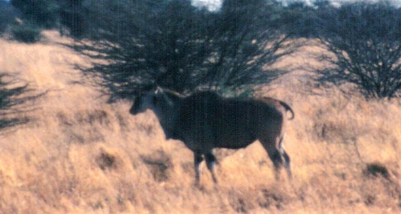 (P:\Africa\Antelope) Dn-a0038.jpg (1/1) (67 K); DISPLAY FULL IMAGE.