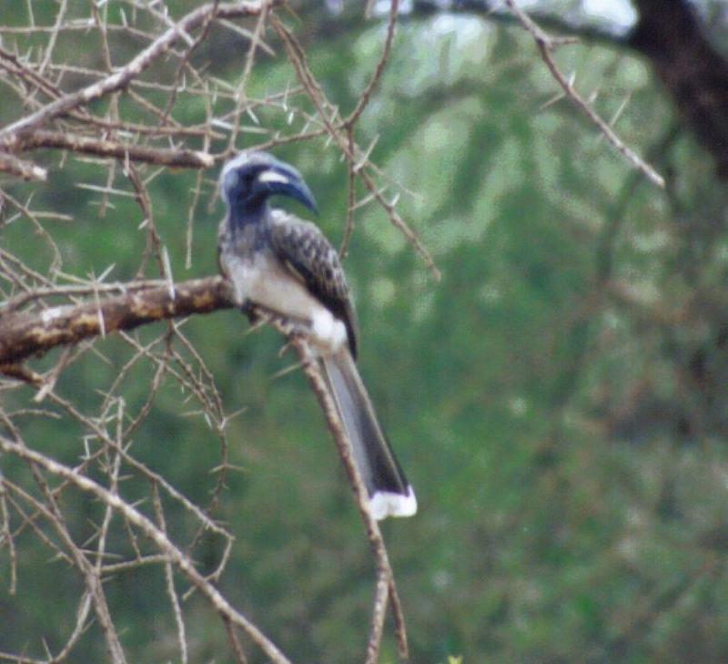 (P:\Africa\Bird) Dn-a0099.jpg - Silvery-cheeked Hornbill??; DISPLAY FULL IMAGE.