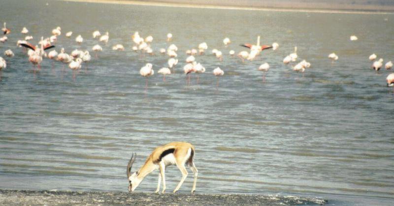 (P:\Africa\Bird) Dn-a0106.jpg (Slender-horned Gazelle and Flamingos); DISPLAY FULL IMAGE.