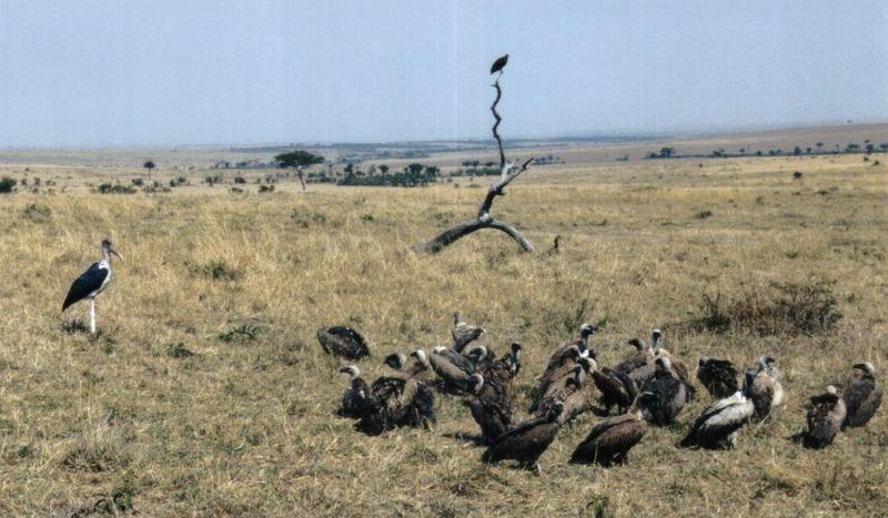 (P:\Africa\Bird) Dn-a0111.jpg (Marabou Stork and African White-backed Vultures); DISPLAY FULL IMAGE.