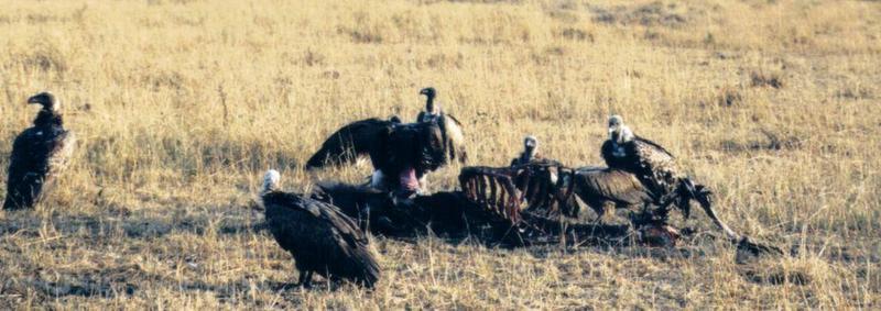 (P:\Africa\Bird) Dn-a0116.jpg (African White-backed Vultures); DISPLAY FULL IMAGE.