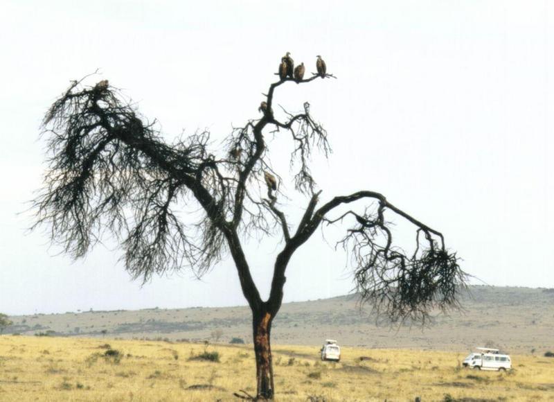 (P:\Africa\Bird) Dn-a0117.jpg (African White-backed Vultures); DISPLAY FULL IMAGE.