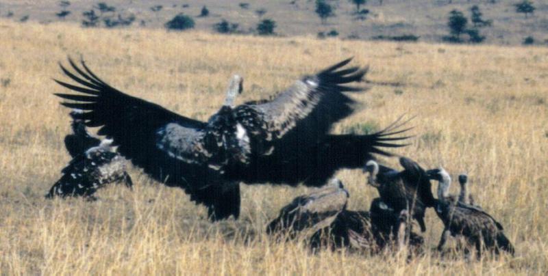(P:\Africa\Bird) Dn-a0118.jpg (African White-backed Vultures); DISPLAY FULL IMAGE.