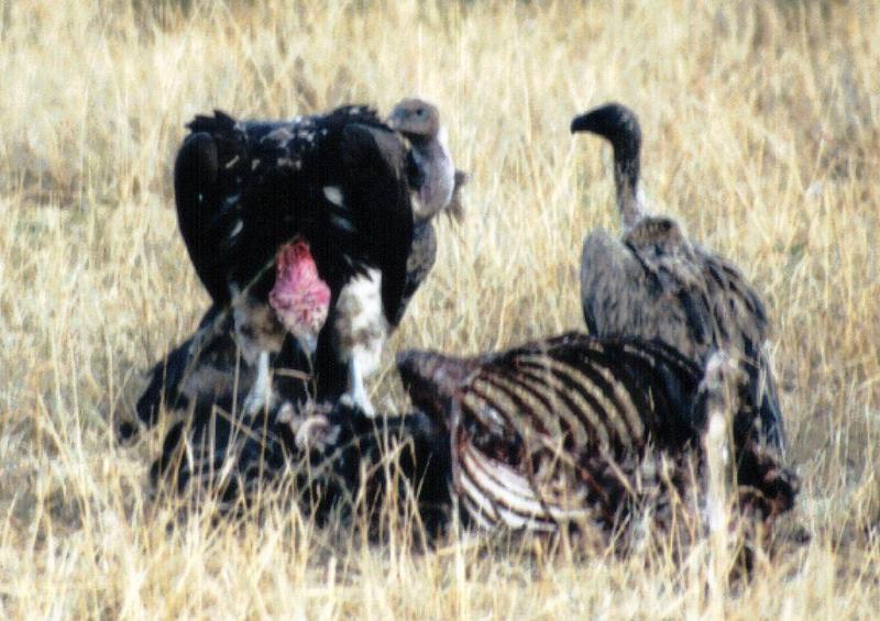(P:\Africa\Bird) Dn-a0120.jpg (Lappet-faced Vulture, Torgos tracheliotos); DISPLAY FULL IMAGE.
