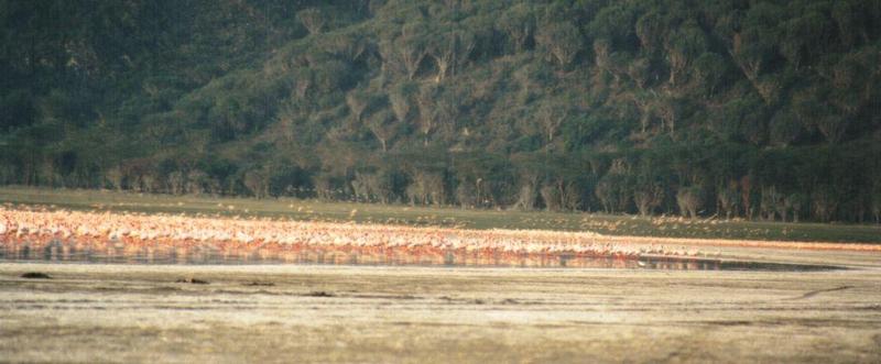 (P:\Africa\Bird) Dn-a0121.jpg (Flamingo flock); DISPLAY FULL IMAGE.