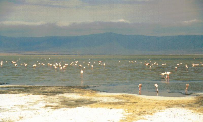 (P:\Africa\Bird) Dn-a0126.jpg (Flamingo flock); DISPLAY FULL IMAGE.