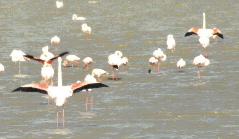 (P:\Africa\Bird) Dn-a0127.jpg (Flamingo flock); DISPLAY FULL IMAGE.