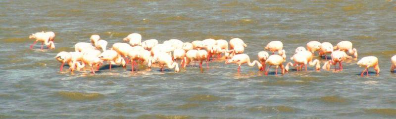 (P:\Africa\Bird) Dn-a0128.jpg (Flamingo flock); DISPLAY FULL IMAGE.