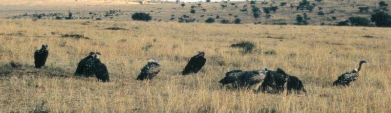 (P:\Africa\Bird) Dn-a0131.jpg (African White-backed Vultures); DISPLAY FULL IMAGE.