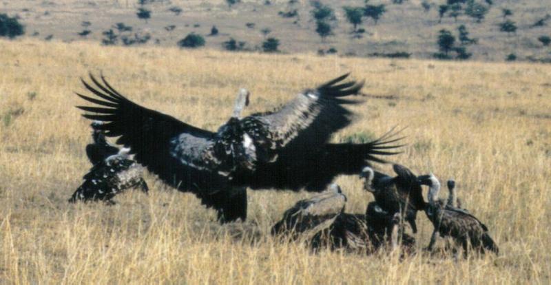 (P:\Africa\Bird) Dn-a0133.jpg (African White-backed Vultures); DISPLAY FULL IMAGE.