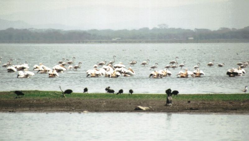 (P:\Africa\Bird) Dn-a0139.jpg (Flamingo flock); DISPLAY FULL IMAGE.