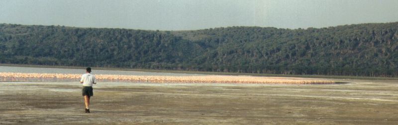 (P:\Africa\Bird) Dn-a0143.jpg (Flamingo flock); DISPLAY FULL IMAGE.