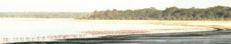 (P:\Africa\Bird) Dn-a0145.jpg (Flamingo flock); DISPLAY FULL IMAGE.