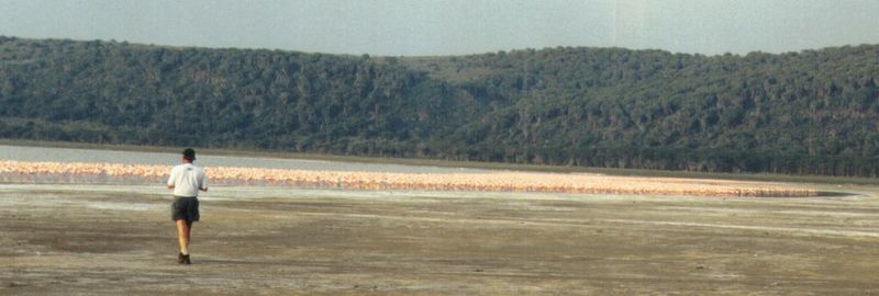 (P:\Africa\Bird) Dn-a0146.jpg (Flamingo flock); DISPLAY FULL IMAGE.