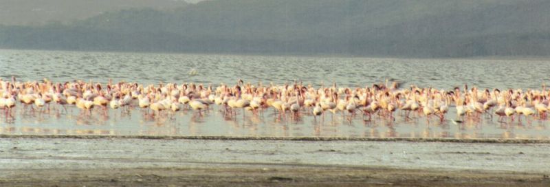 (P:\Africa\Bird) Dn-a0149.jpg (Flamingo flock); DISPLAY FULL IMAGE.