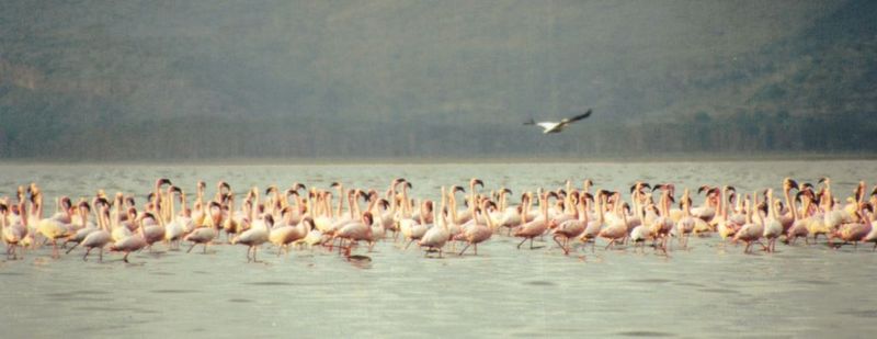 (P:\Africa\Bird) Dn-a0150.jpg (Flamingo flock); DISPLAY FULL IMAGE.