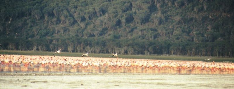 (P:\Africa\Bird) Dn-a0153.jpg (Flamingo flock); DISPLAY FULL IMAGE.