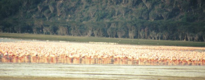 (P:\Africa\Bird) Dn-a0155.jpg (Flamingo flock); DISPLAY FULL IMAGE.