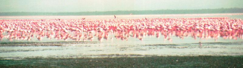 (P:\Africa\Bird) Dn-a0156.jpg (Flamingo flock); DISPLAY FULL IMAGE.