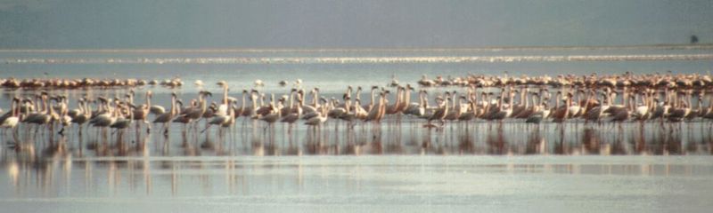 (P:\Africa\Bird) Dn-a0158.jpg (Flamingo flock); DISPLAY FULL IMAGE.