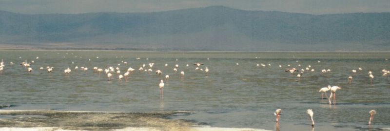 (P:\Africa\Bird) Dn-a0162.jpg (Flamingo flock); DISPLAY FULL IMAGE.