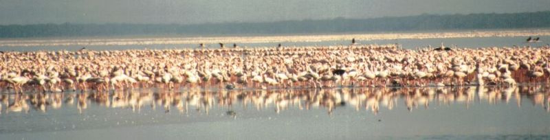 (P:\Africa\Bird) Dn-a0166.jpg (Flamingo flock); DISPLAY FULL IMAGE.