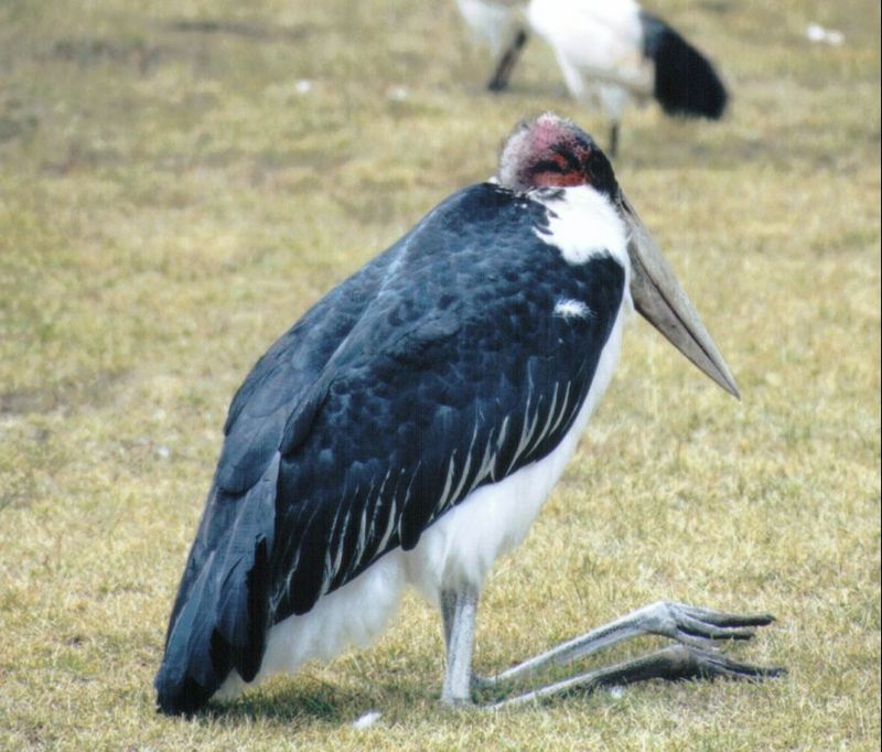 (P:\Africa\Bird) Dn-a0194.jpg (Marabou Stork); DISPLAY FULL IMAGE.