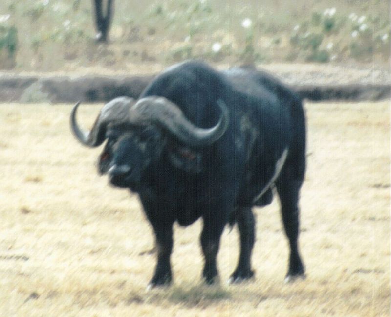 (P:\Africa\Buffalo) Dn-a0208.jpg (1/1) (88 K); DISPLAY FULL IMAGE.