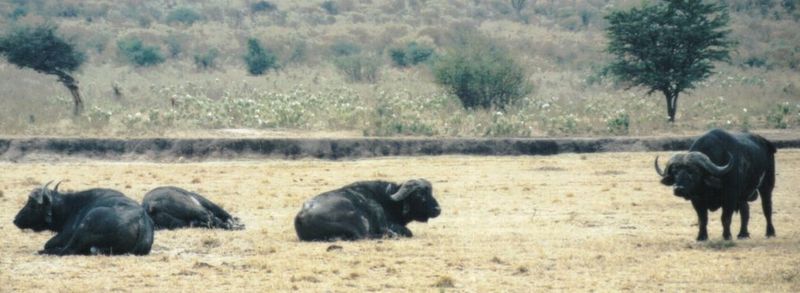 (P:\Africa\Buffalo) Dn-a0209.jpg (1/1) (67 K); DISPLAY FULL IMAGE.