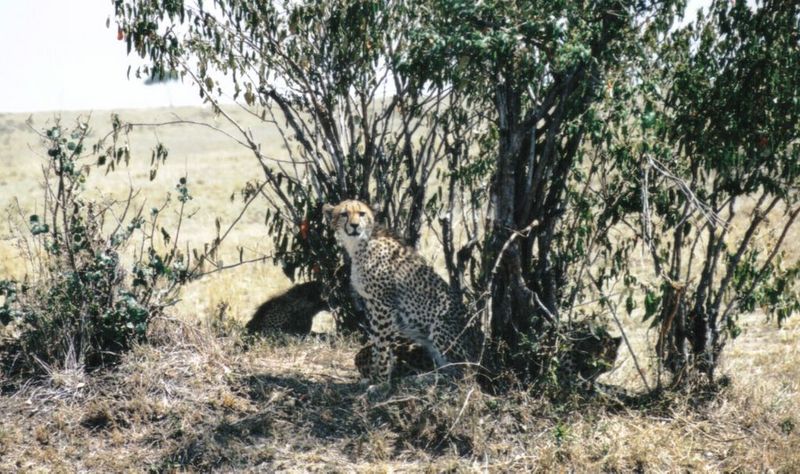 (P:\Africa\Cheetah) Dn-a0219.jpg (1/1) (167 K); DISPLAY FULL IMAGE.