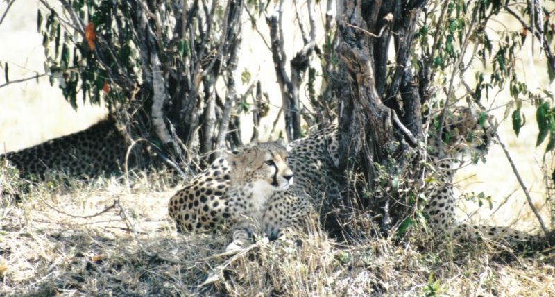 (P:\Africa\Cheetah) Dn-a0220.jpg (1/1) (142 K); DISPLAY FULL IMAGE.