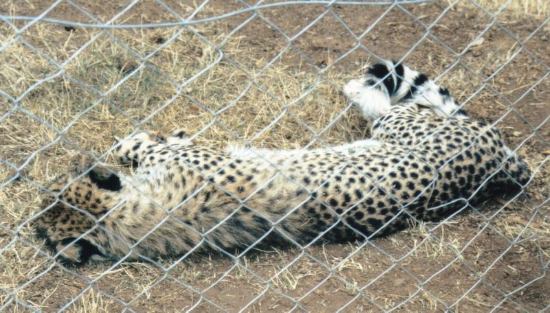 (P:\Africa\Cheetah) Dn-a0221.jpg (1/1) (146 K); DISPLAY FULL IMAGE.