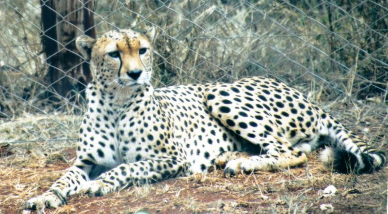 (P:\Africa\Cheetah) Dn-a0228.jpg (1/1) (132 K); DISPLAY FULL IMAGE.