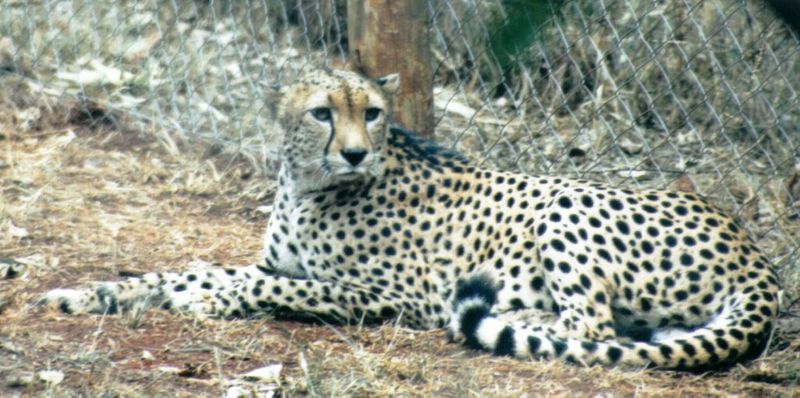 (P:\Africa\Cheetah) Dn-a0229.jpg (1/1) (113 K); DISPLAY FULL IMAGE.