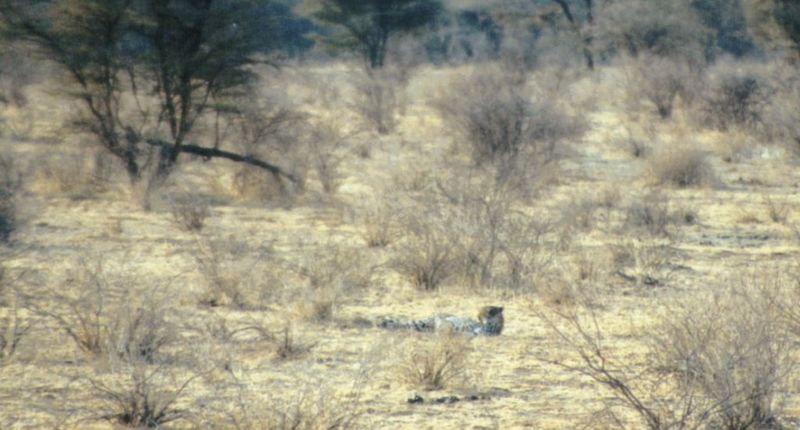 (P:\Africa\Cheetah) Dn-a0230.jpg (1/1) (85 K); DISPLAY FULL IMAGE.