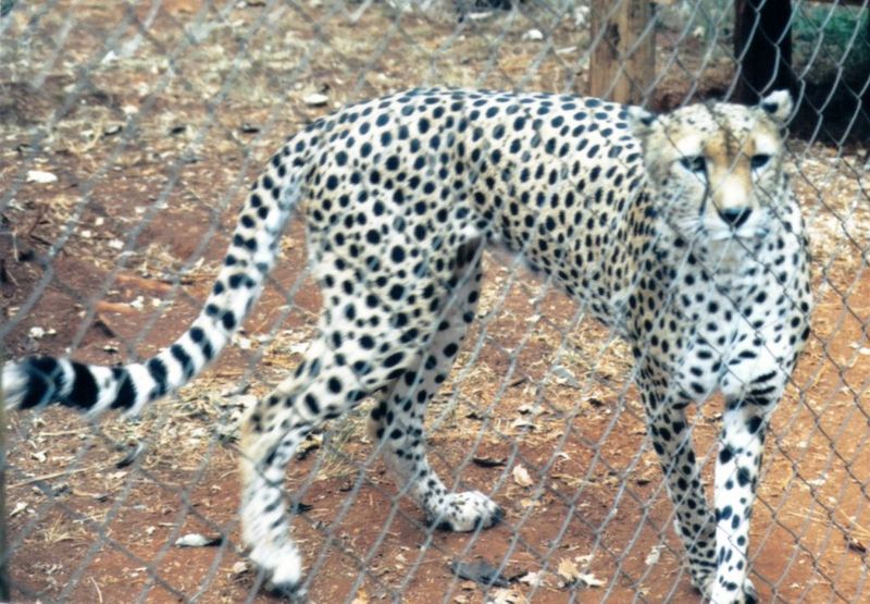 (P:\Africa\Cheetah) Dn-a0231.jpg (1/1) (157 K); DISPLAY FULL IMAGE.