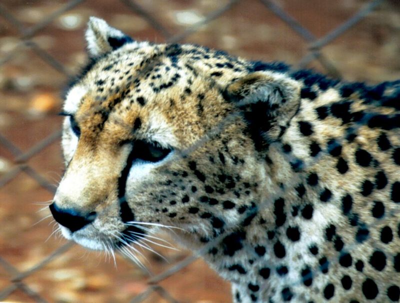 (P:\Africa\Cheetah) Dn-a0232.jpg (1/1) (123 K); DISPLAY FULL IMAGE.