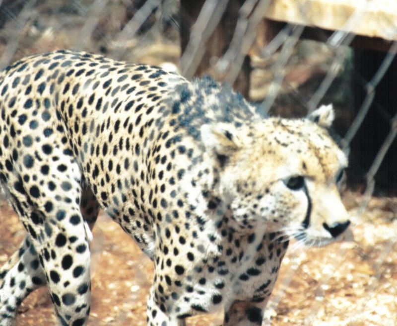 (P:\Africa\Cheetah) Dn-a0236.jpg (1/1) (118 K); DISPLAY FULL IMAGE.