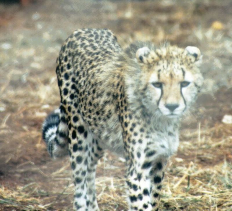 (P:\Africa\Cheetah) Dn-a0238.jpg (1/1) (92 K); DISPLAY FULL IMAGE.